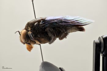Media type: image;   Entomology 810618 Aspect: habitus lateral view
